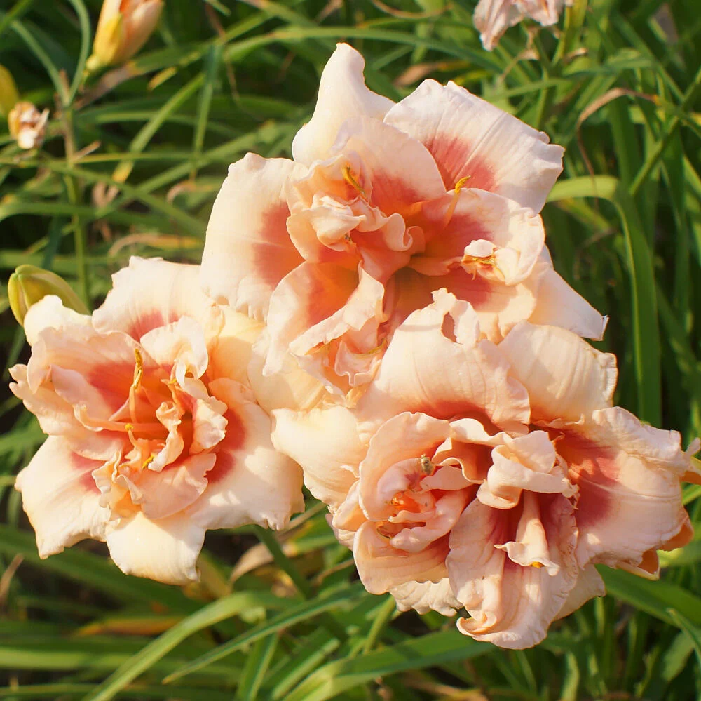 Лилейник гибридный "Фоти Секонд Стрит"