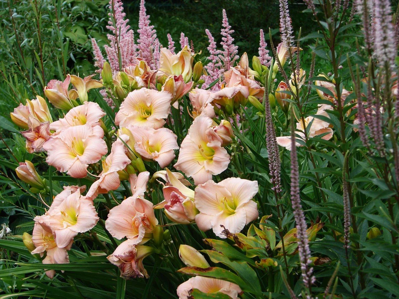 Лилейник гибридный "Барбара Митчелл" - 2 изображение