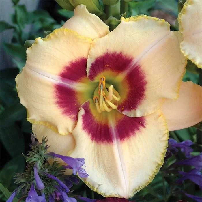 Лилейник гибридный "Рейнбоу Кенди"