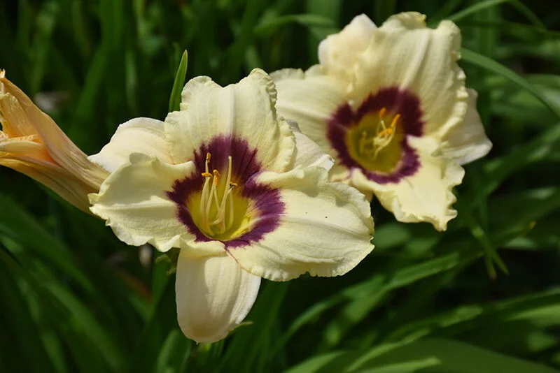 Лилейник гибридный "Рейнбоу Кенди" - 2 изображение