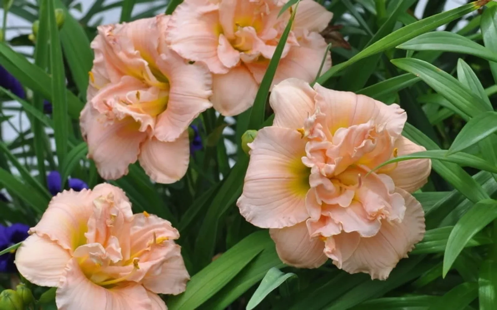 Лилейник гибридный "Лэйси Дойли"