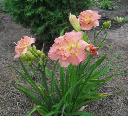 Лилейник гибридный "Лэйси Дойли" - 2 изображение