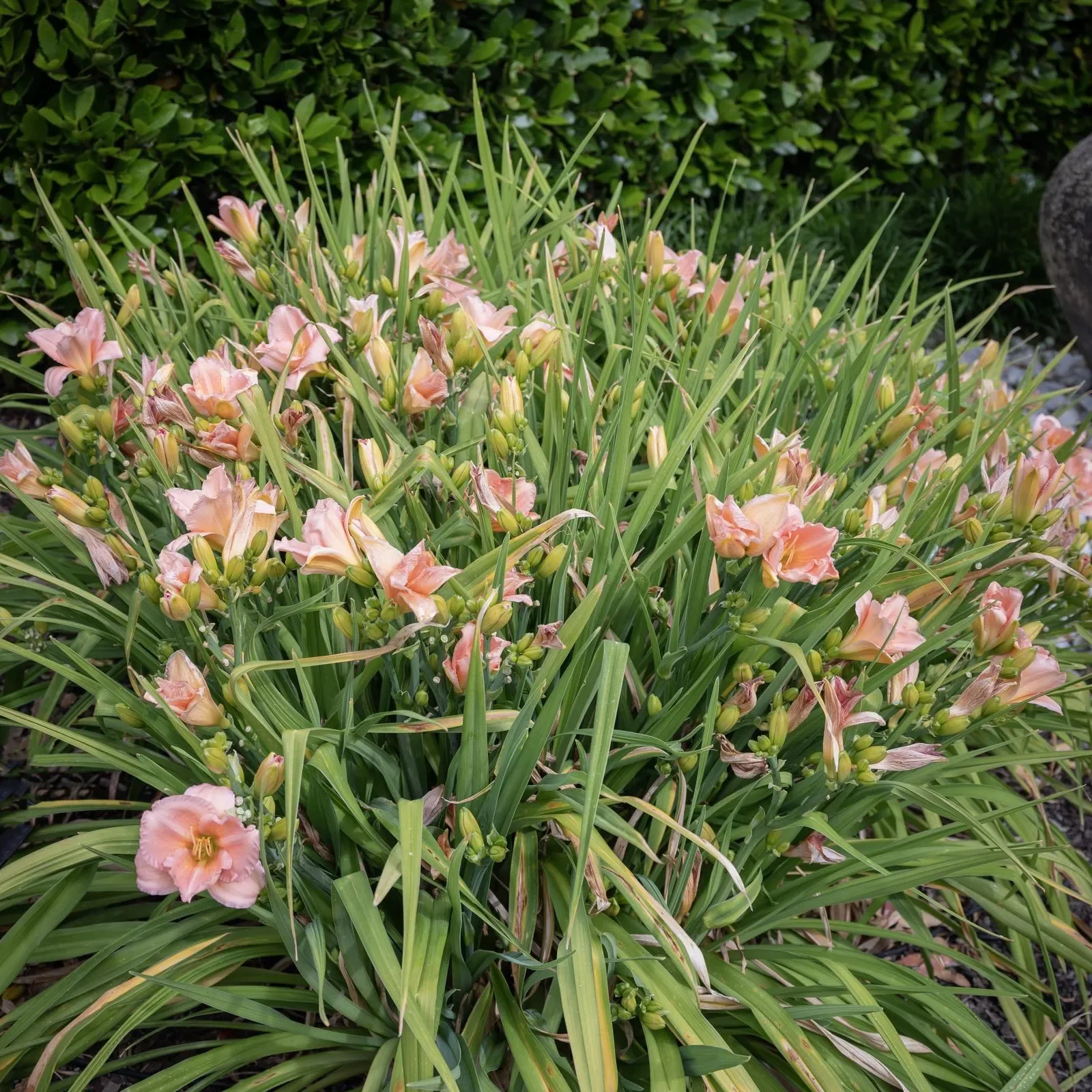 Лилейник гибридный "Он энд Он"