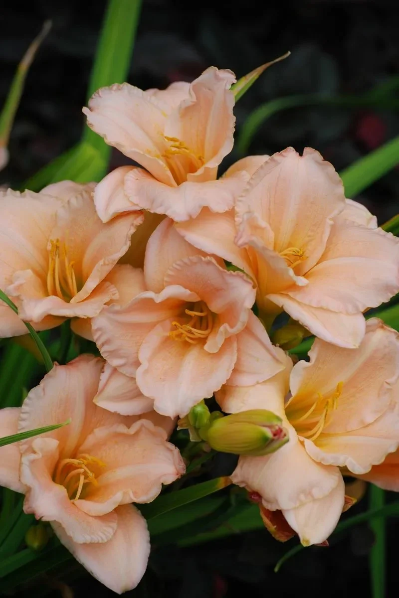 Лилейник гибридный "Он энд Он" - 2 изображение