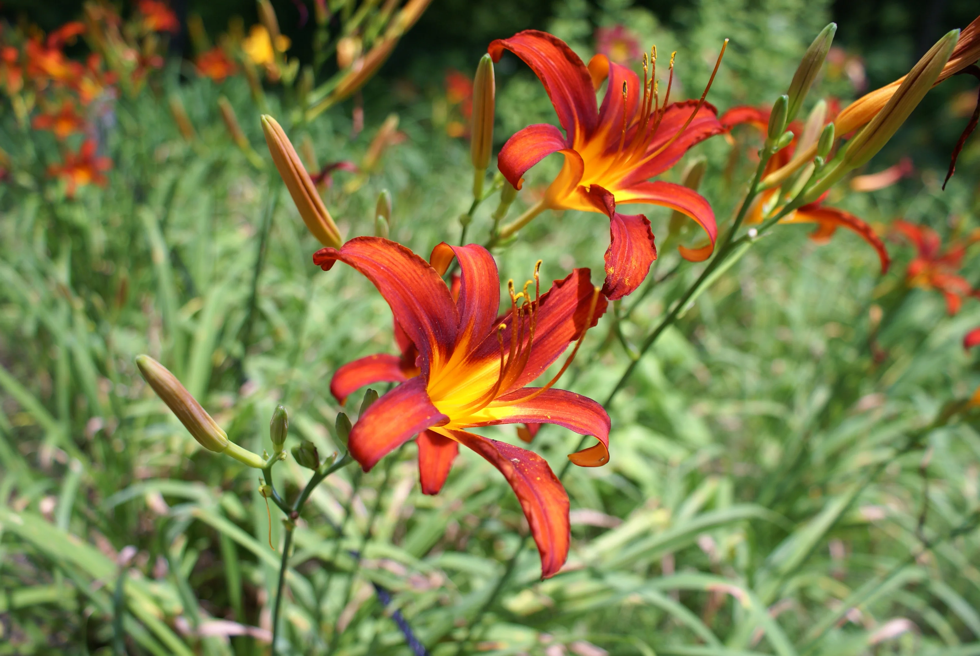 Лилейник гибридный "Сэмми Рассел" - 2 изображение