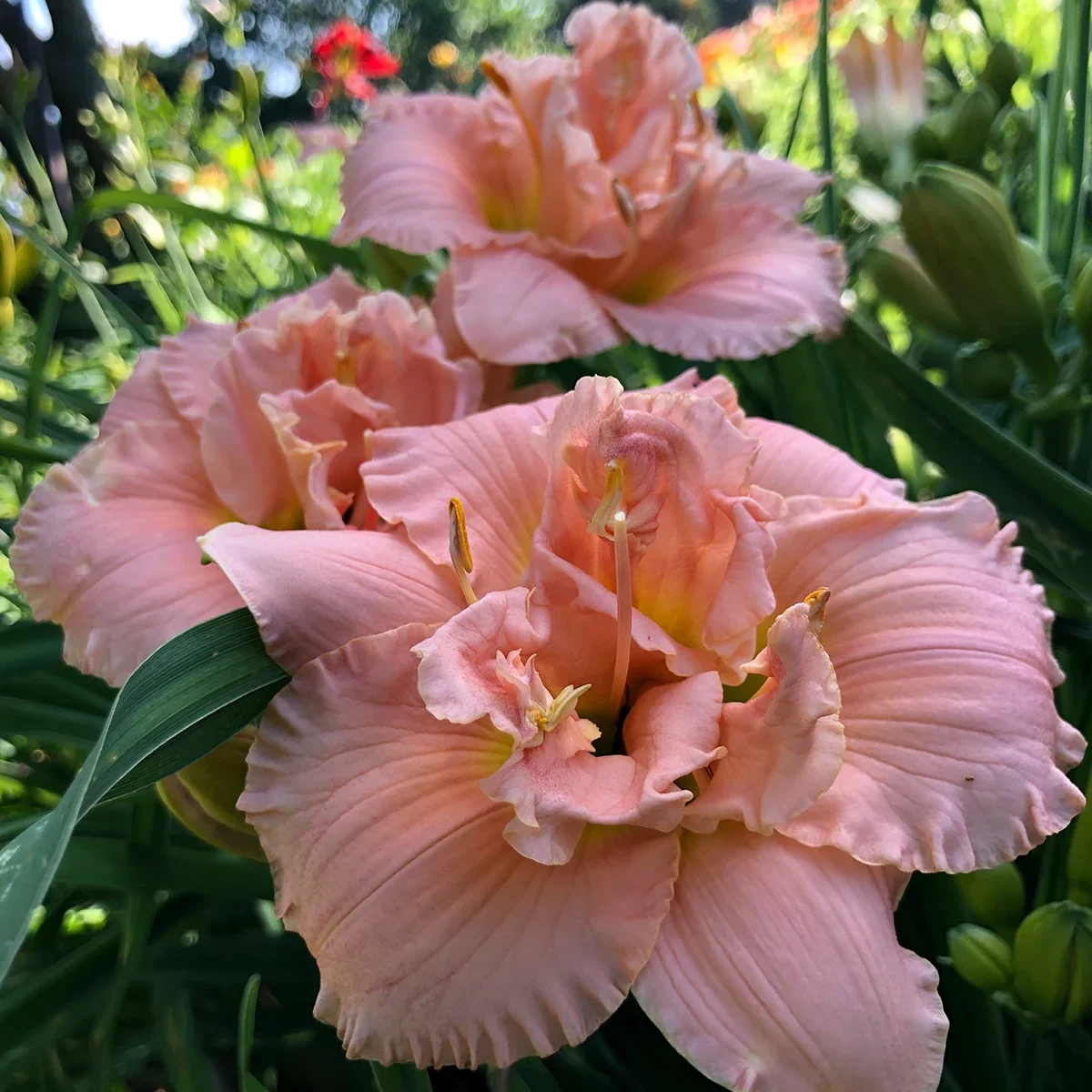 Лилейник гибридный "Силоам Дабл Классик"