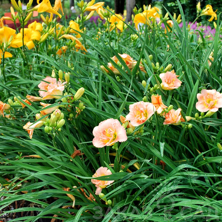 Лилейник гибридный "Силоам Дабл Классик" - 2 изображение