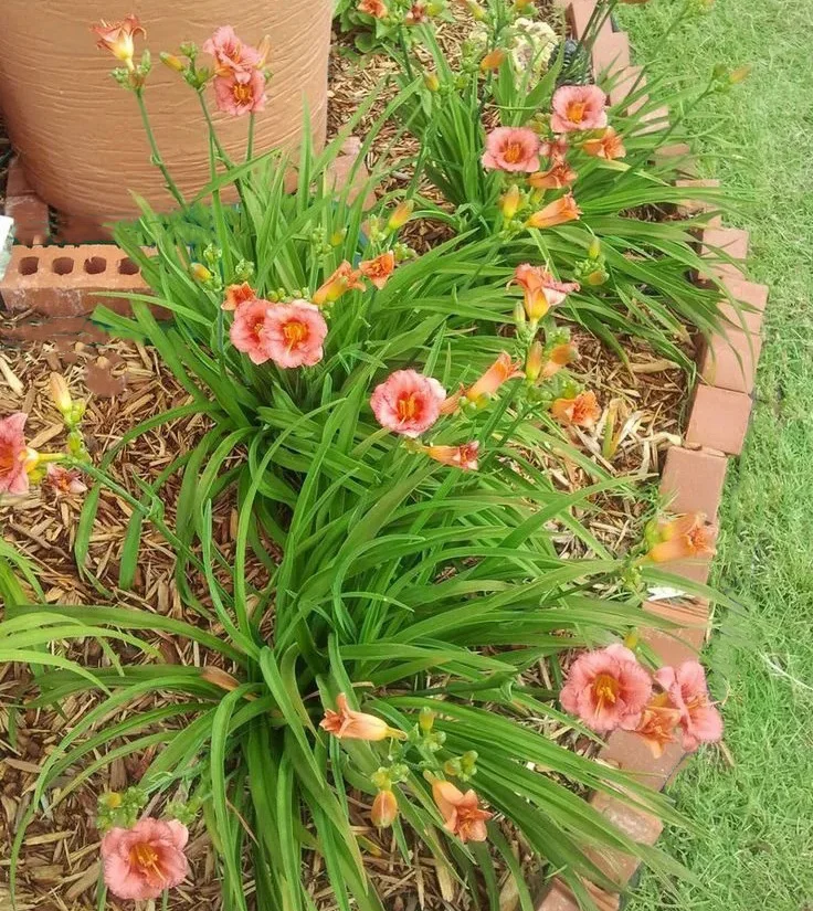 Лилейник гибридный "Софт Сикрет" - 2 изображение