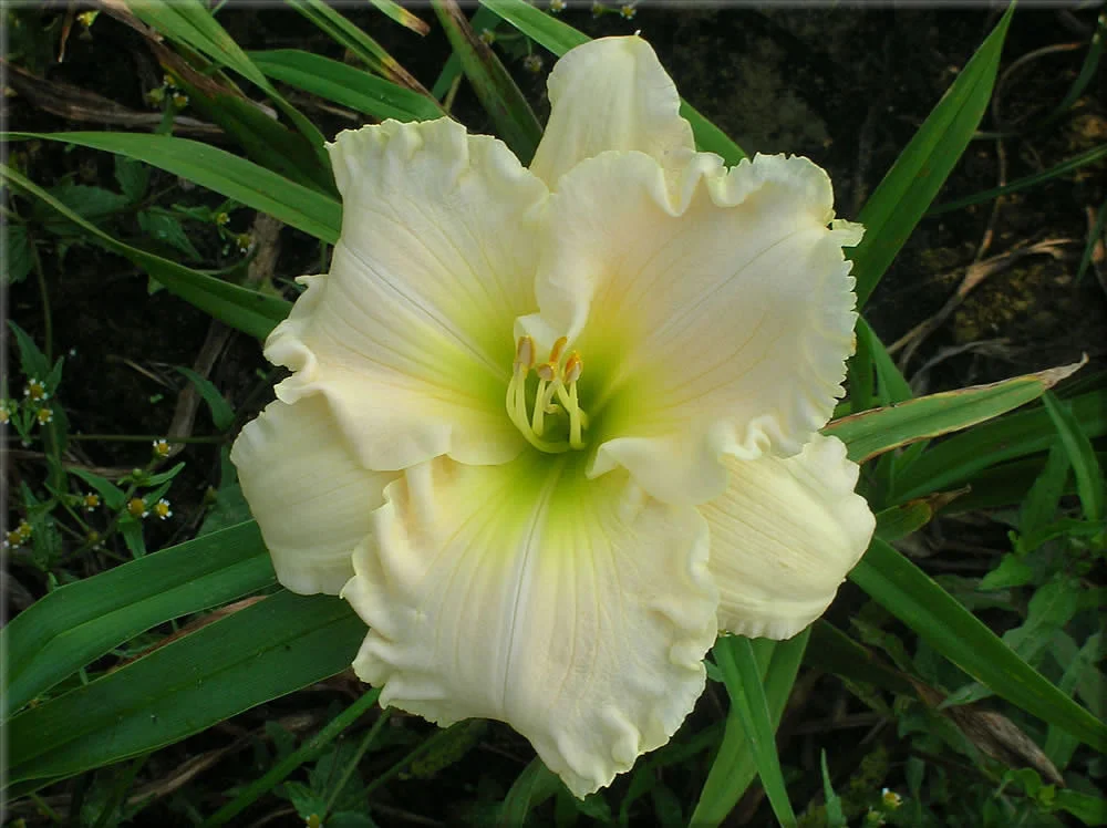 Лилейник гибридный "Спейскоуст Сноу Энжел"