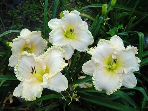 Лилейник гибридный "Спейскоуст Сноу Энжел" - 2 изображение