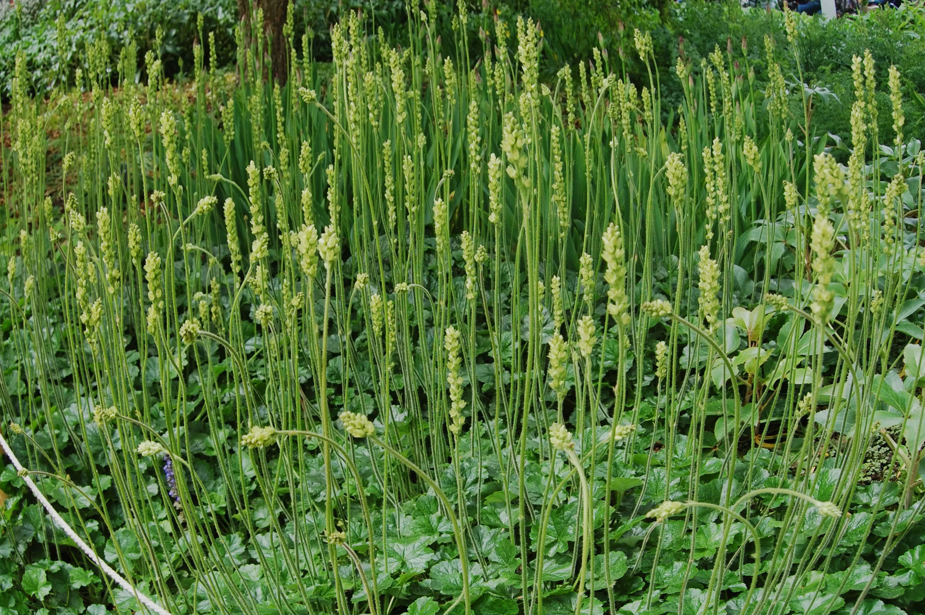 Гейхера цилиндрическая "Грин Финч" - 2 изображение