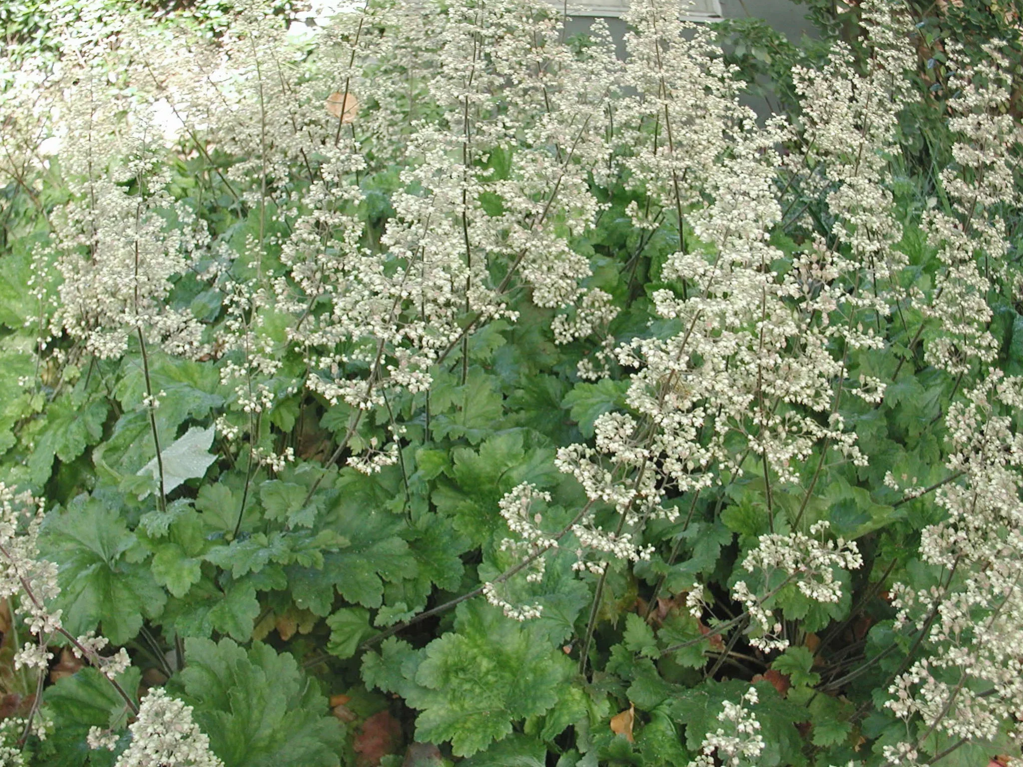 Гейхера цилиндрическая "Грин Финч"