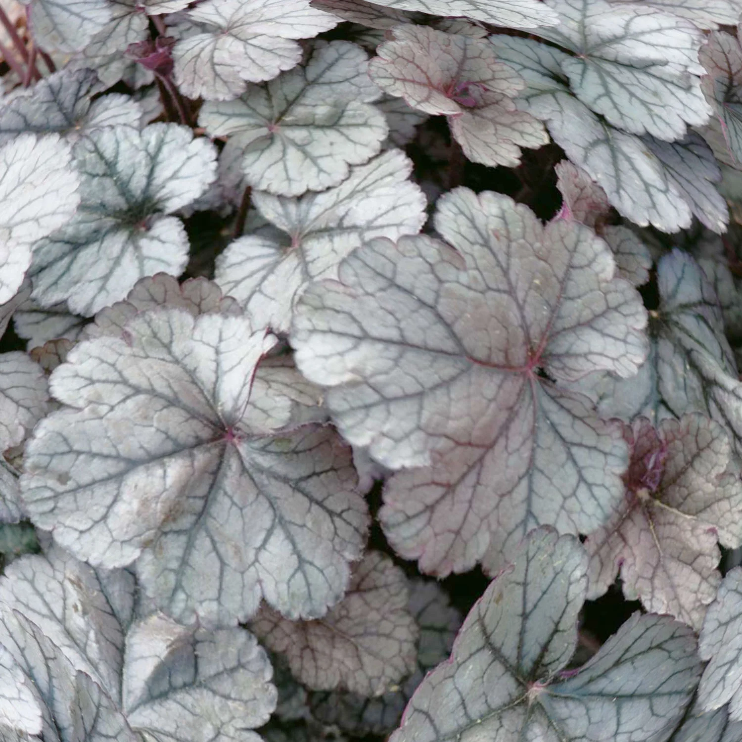 Гейхера гибридная "Сильвер Индиана"