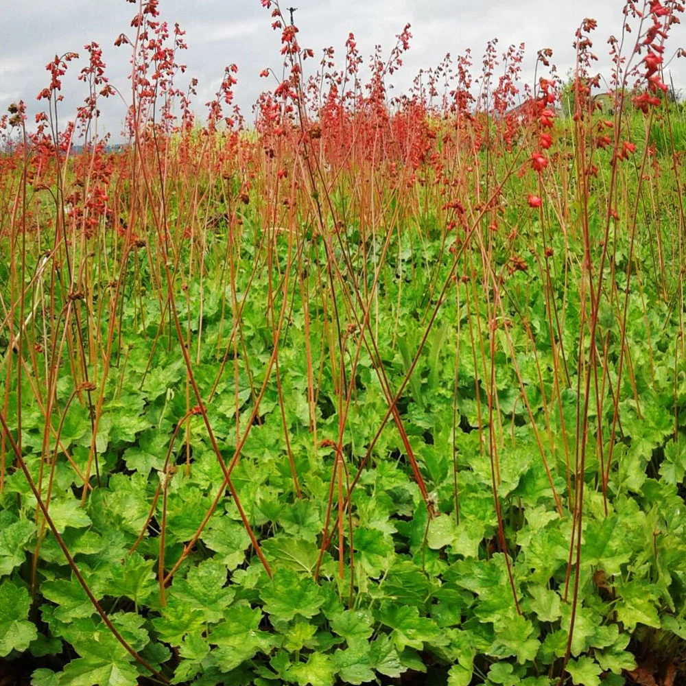 Гейхера кроваво-красная "Ред Спанглз" - 2 изображение