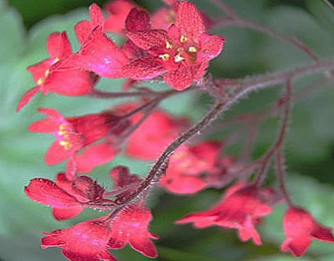 Гейхера кроваво-красная "Ред Спанглз"