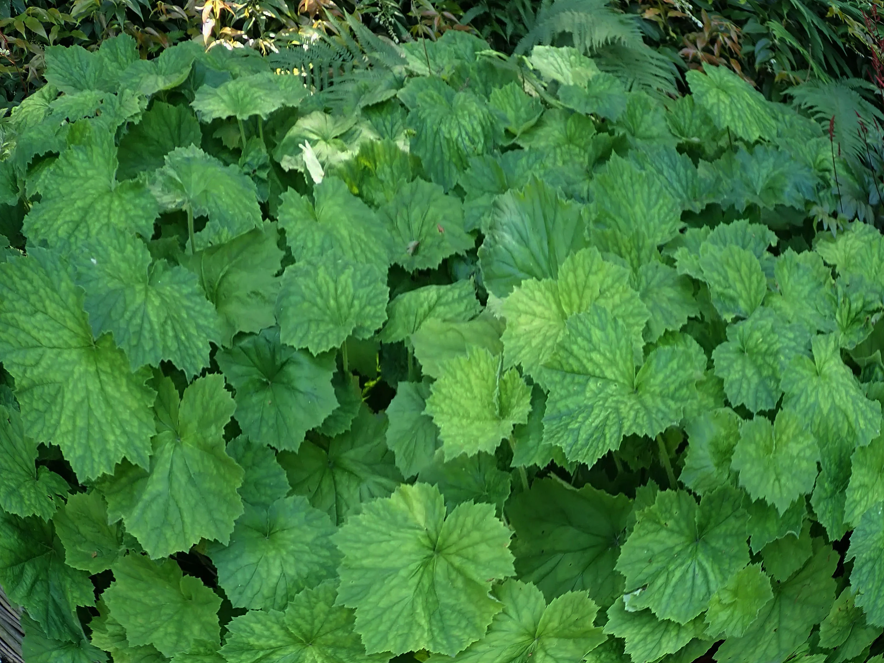 Гейхера мохнатая