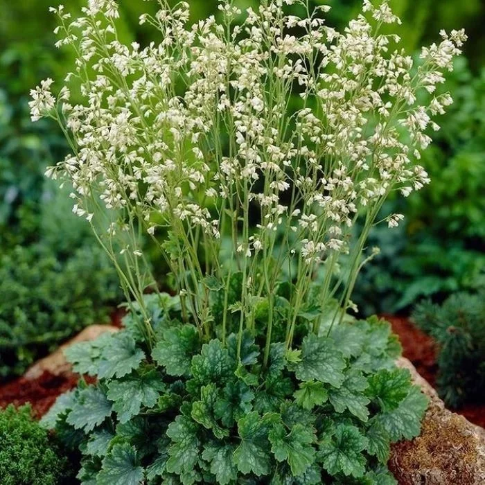 Гейхера мохнатая - 2 изображение