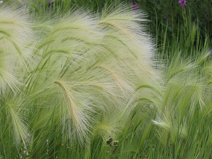 Ячмень гривастый - 2 изображение