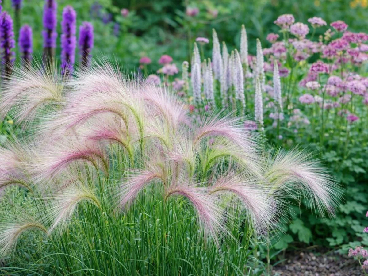 Ячмень гривастый