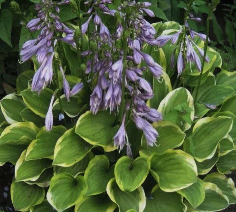 Хоста головчатая "Голден Тиара"