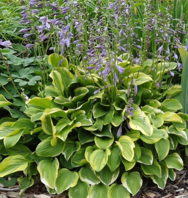 Хоста головчатая "Голден Тиара" - 2 изображение