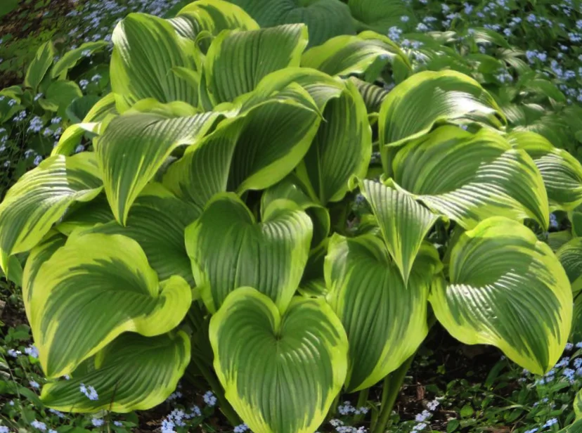 Хоста Форчуна "Ауреа Маргината"