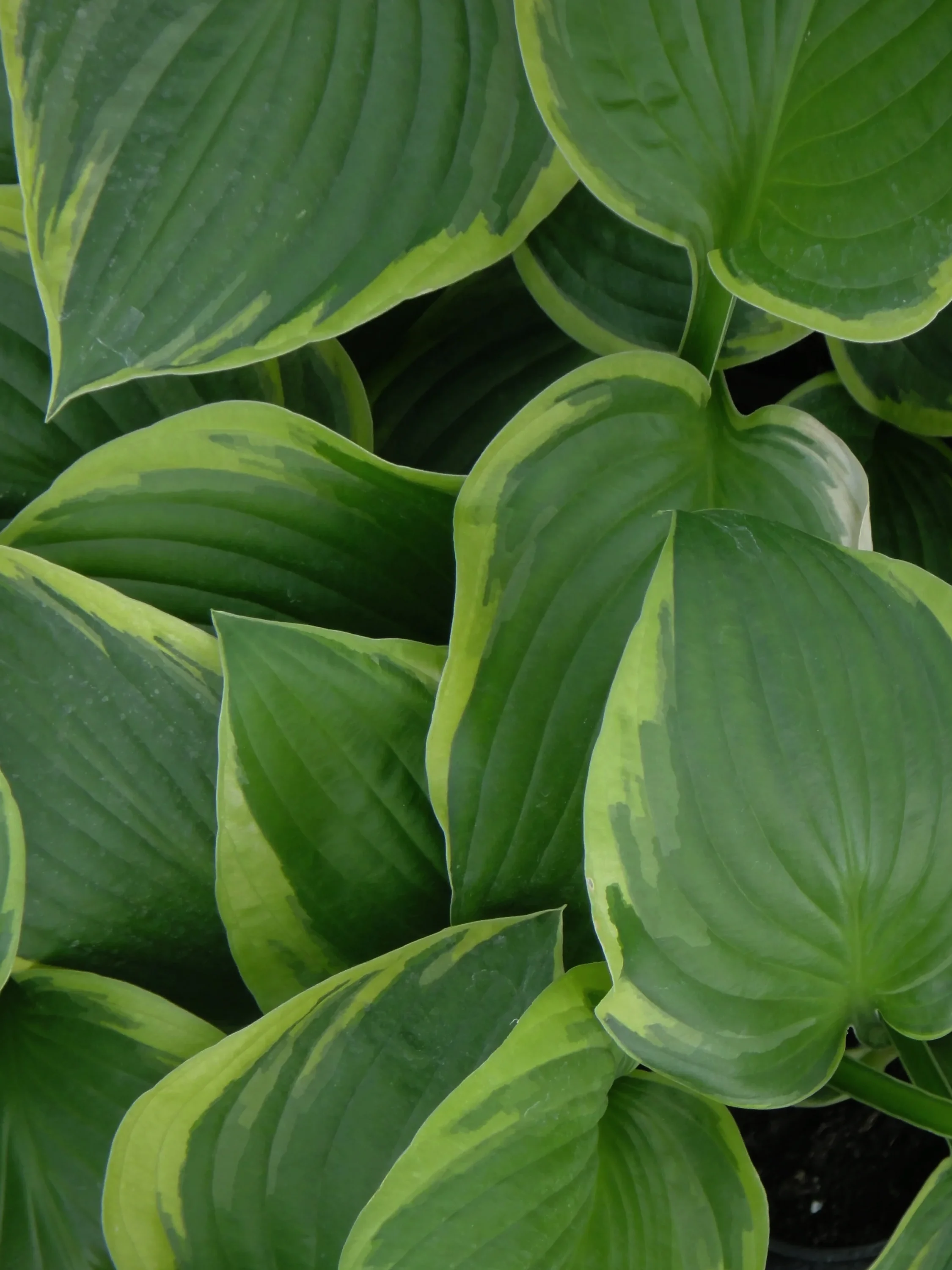 Хоста Форчуна "Ауреа Маргината" - 2 изображение