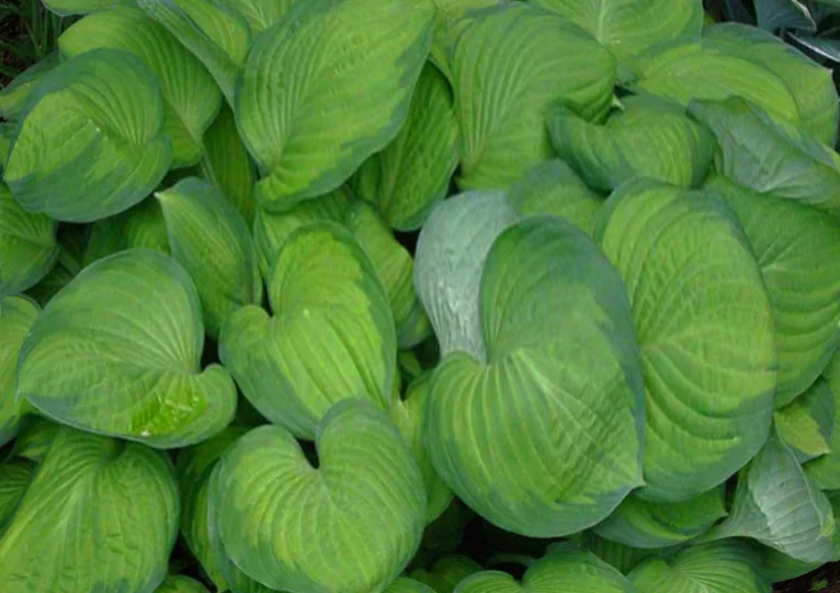 Хоста Форчуна "Голд Стандарт"