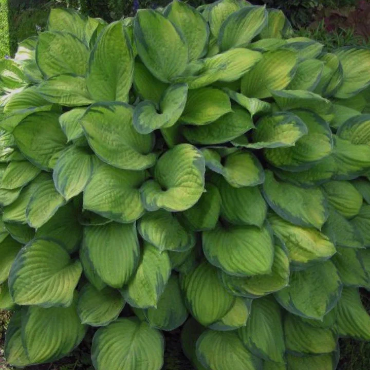 Хоста Форчуна "Голд Стандарт" - 2 изображение