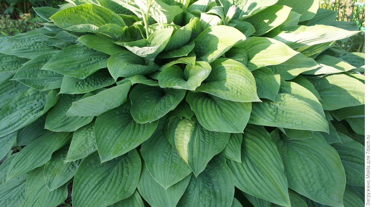 Хоста гибридная "Грин Пейл"