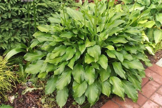 Хоста гибридная "Грин Пейл" - 2 изображение