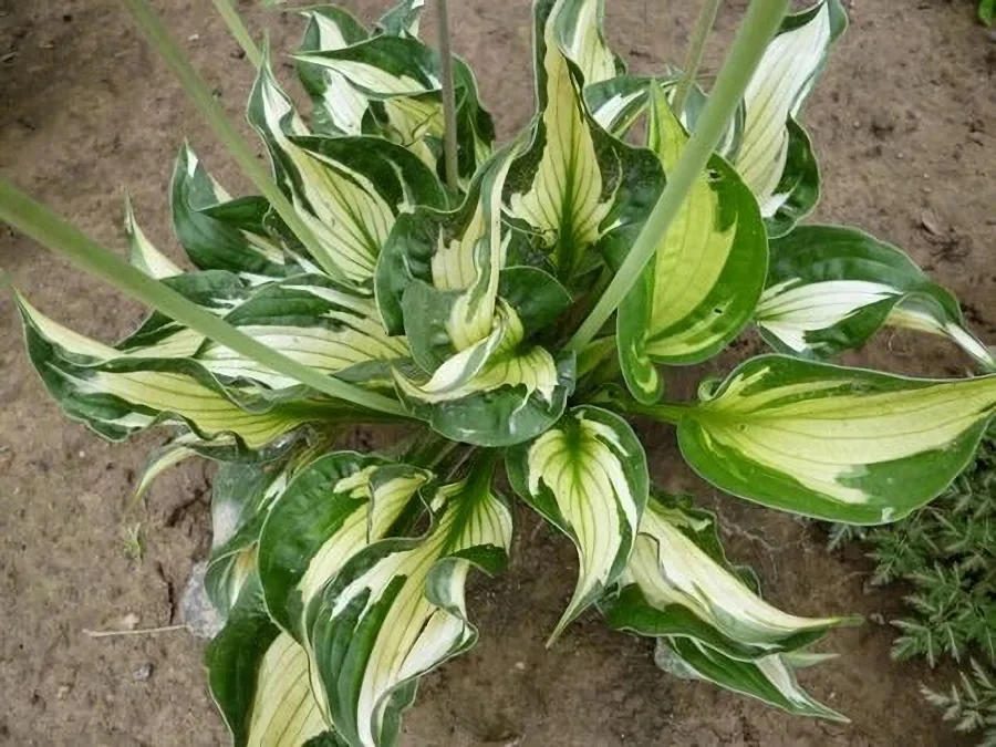 Хоста гибридная "Колоред Халк" - 2 изображение