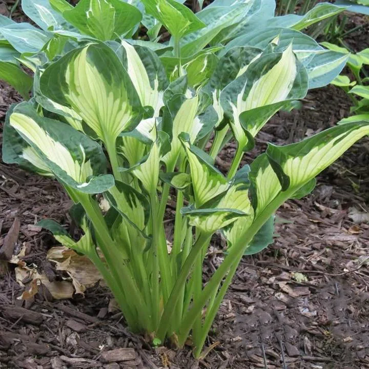 Хоста гибридная "Колоред Халк"