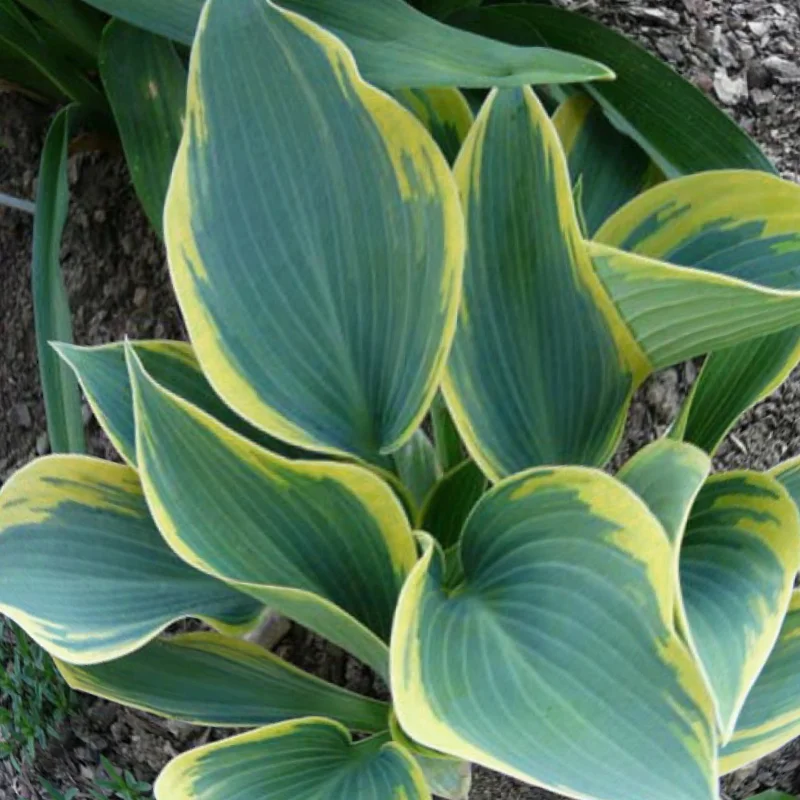 Хоста гибридная "Ферст Фрост"