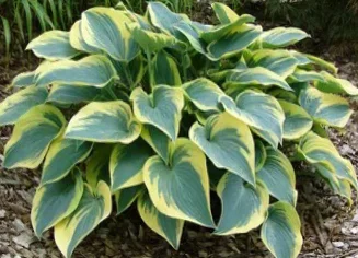 Хоста гибридная "Ферст Фрост" - 2 изображение