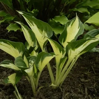 Хоста гибридная "Патфиндер" - 2 изображение