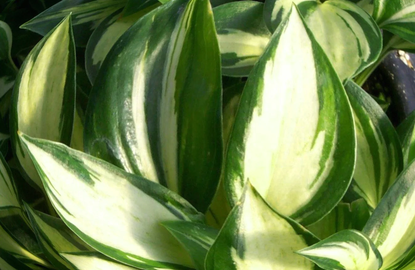 Хоста гибридная "Патфиндер"