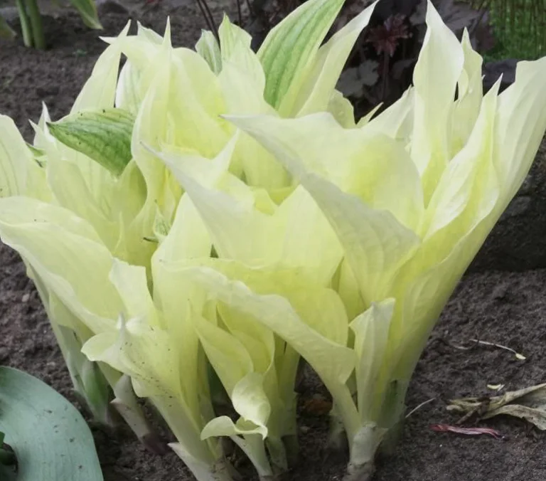 Хоста гибридная "Уайт Фазер" - 2 изображение