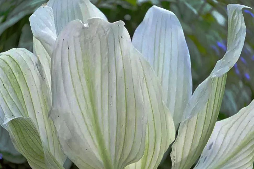 Хоста гибридная "Уайт Фазер"