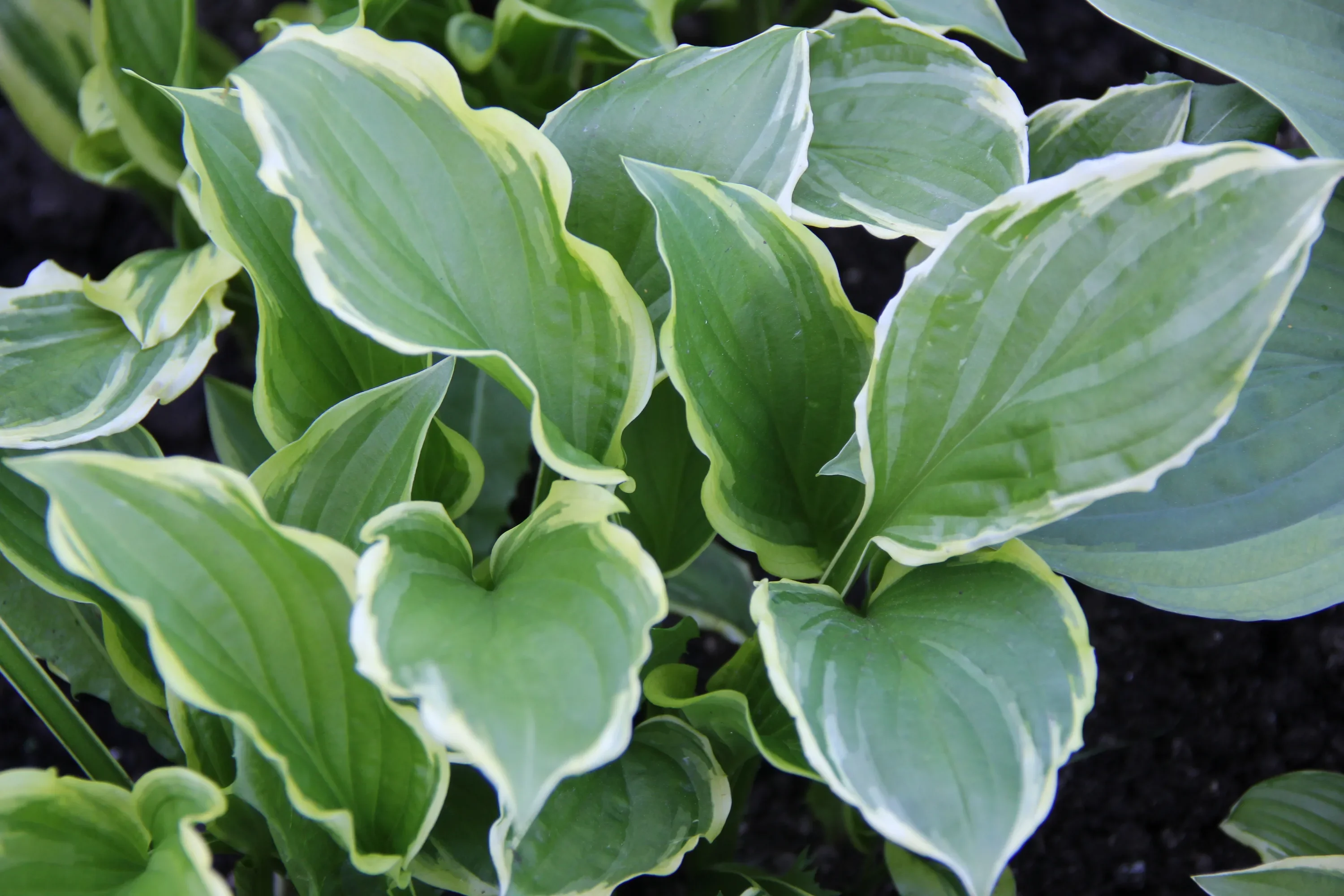 Хоста гибридная Антиох