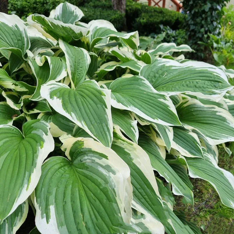 Хоста гибридная "Антиох" - 2 изображение