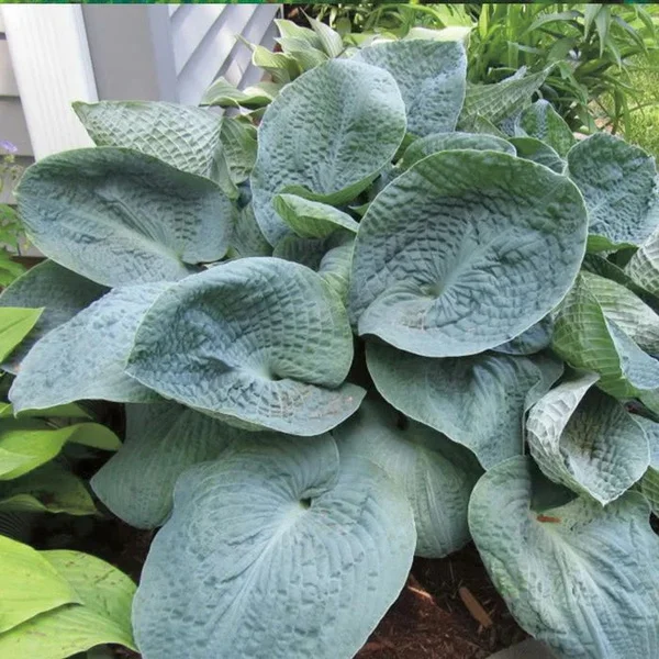 Хоста гибридная "Биг Дэдди"