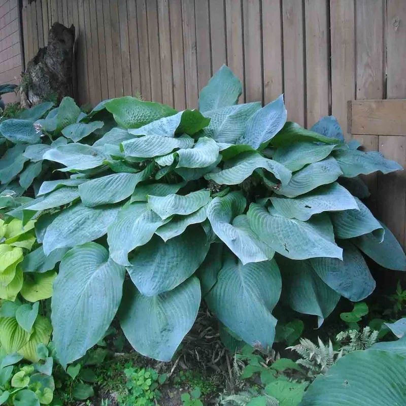 Хоста гибридная "Биг Дэдди" - 2 изображение