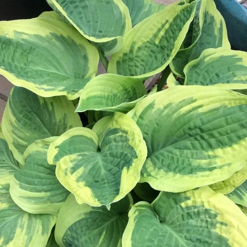 Хоста гибридная "Вайд Брим" - 2 изображение