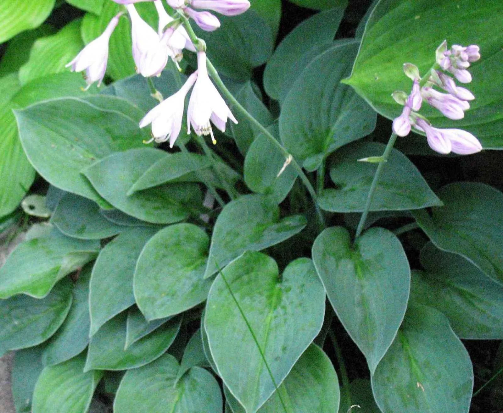 Хоста гибридная "Пасифик блю Эдж"