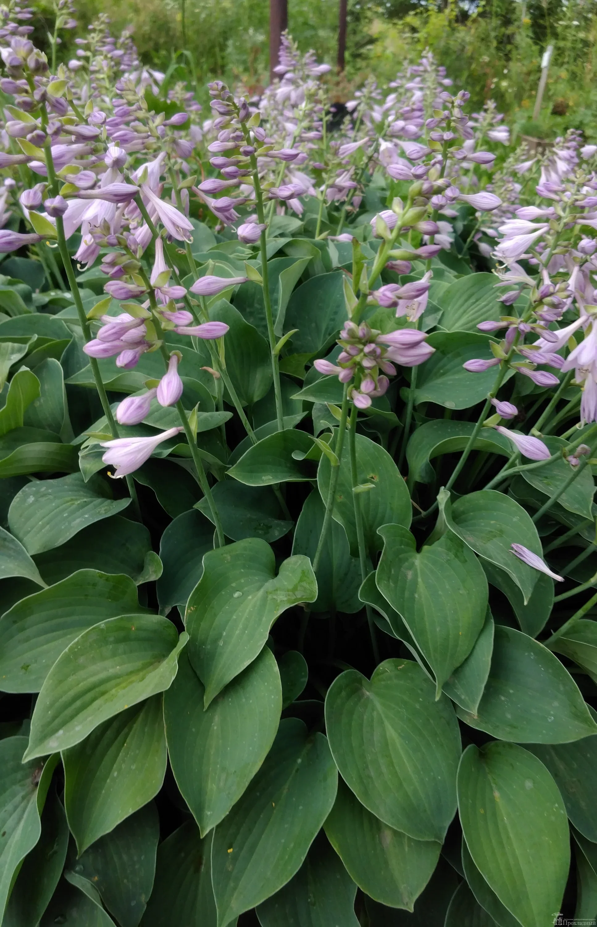 Хоста гибридная "Пасифик блю Эдж" - 2 изображение