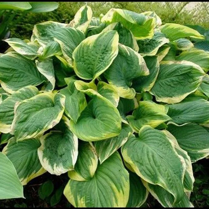 Хоста гибридная "Квин Жозефин"