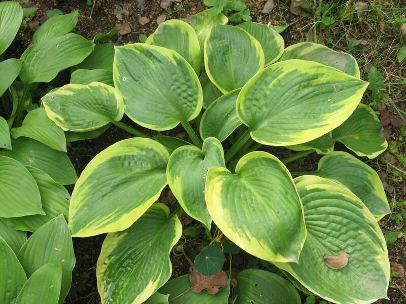 Хоста гибридная "Квин Жозефин" - 2 изображение