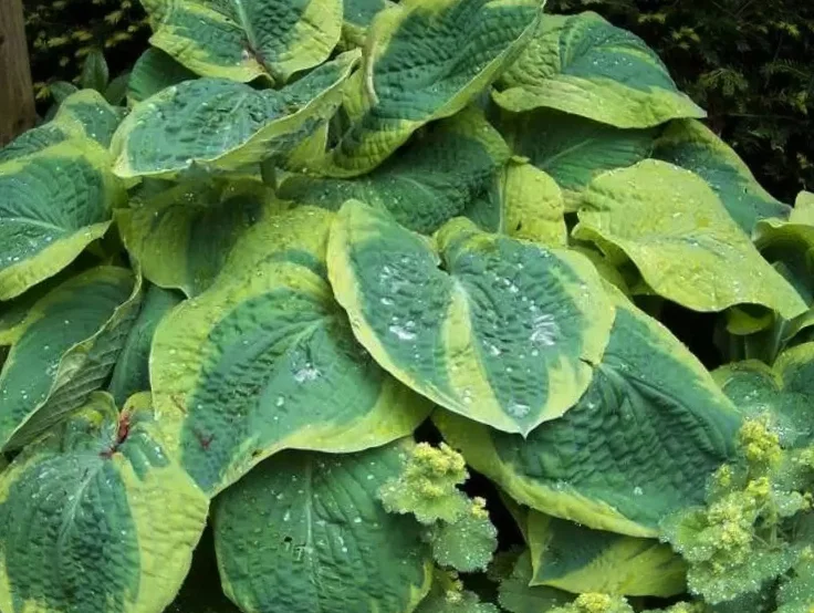 Хоста Зибольда "Френсис Вильямс"