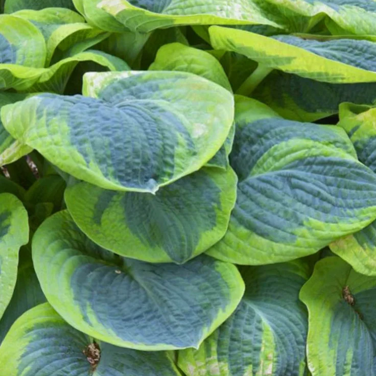 Хоста Зибольда "Френсис Вильямс" - 2 изображение